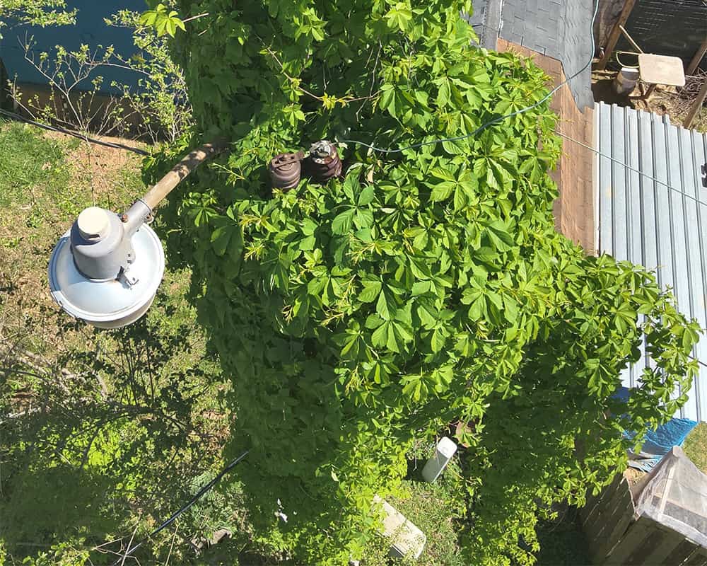 vegetation-inspection